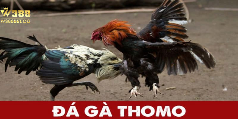 Đá gà Thomo là một trong những sảnh cược được giới trẻ mê mẩn nhất
