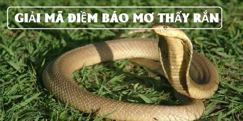 Những lý giải khác nhau khi nằm mơ thấy rắn là điềm gì